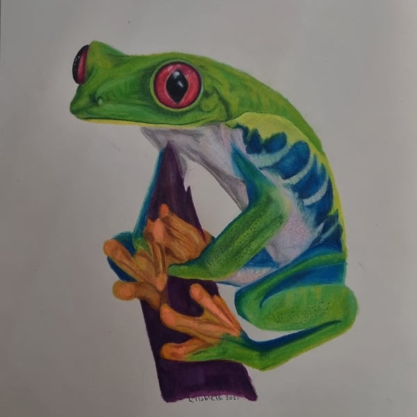 Fine art A3 size pencil drawing. Green tree frog study NOT A PRINT