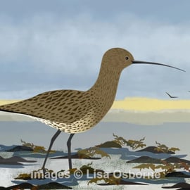 Curlew - signed print of bird illustration A5