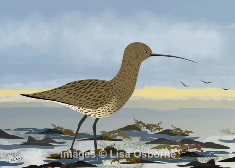 Curlew - signed print of bird illustration A5
