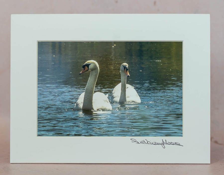 Swans - Original, hand-signed 4x6 mounted photo
