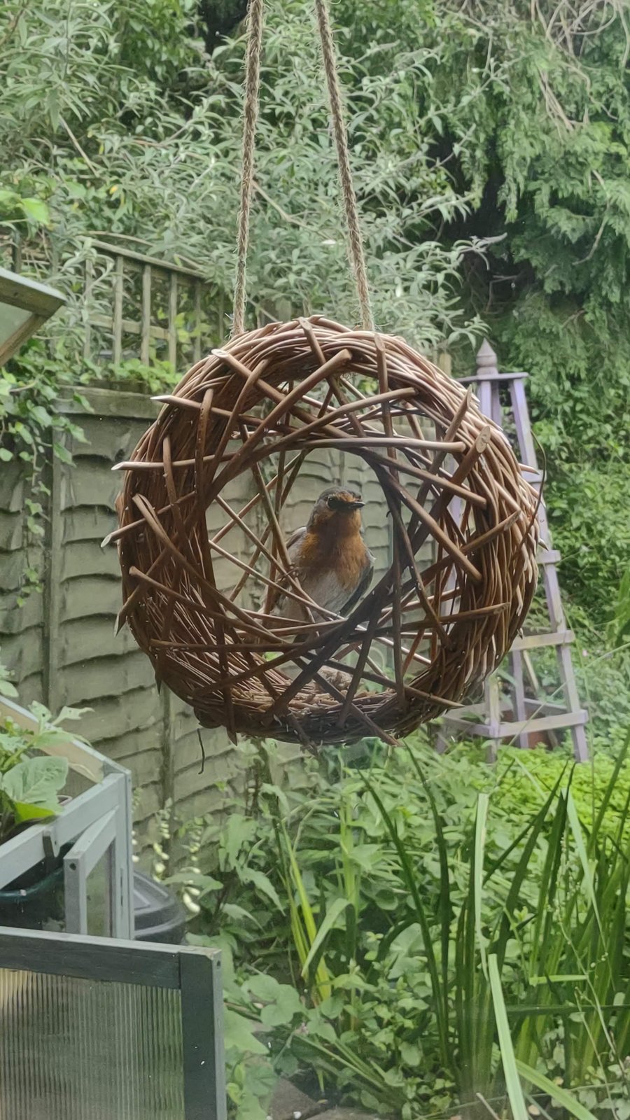 Willow bird feeder for a window or tree, bird food included.