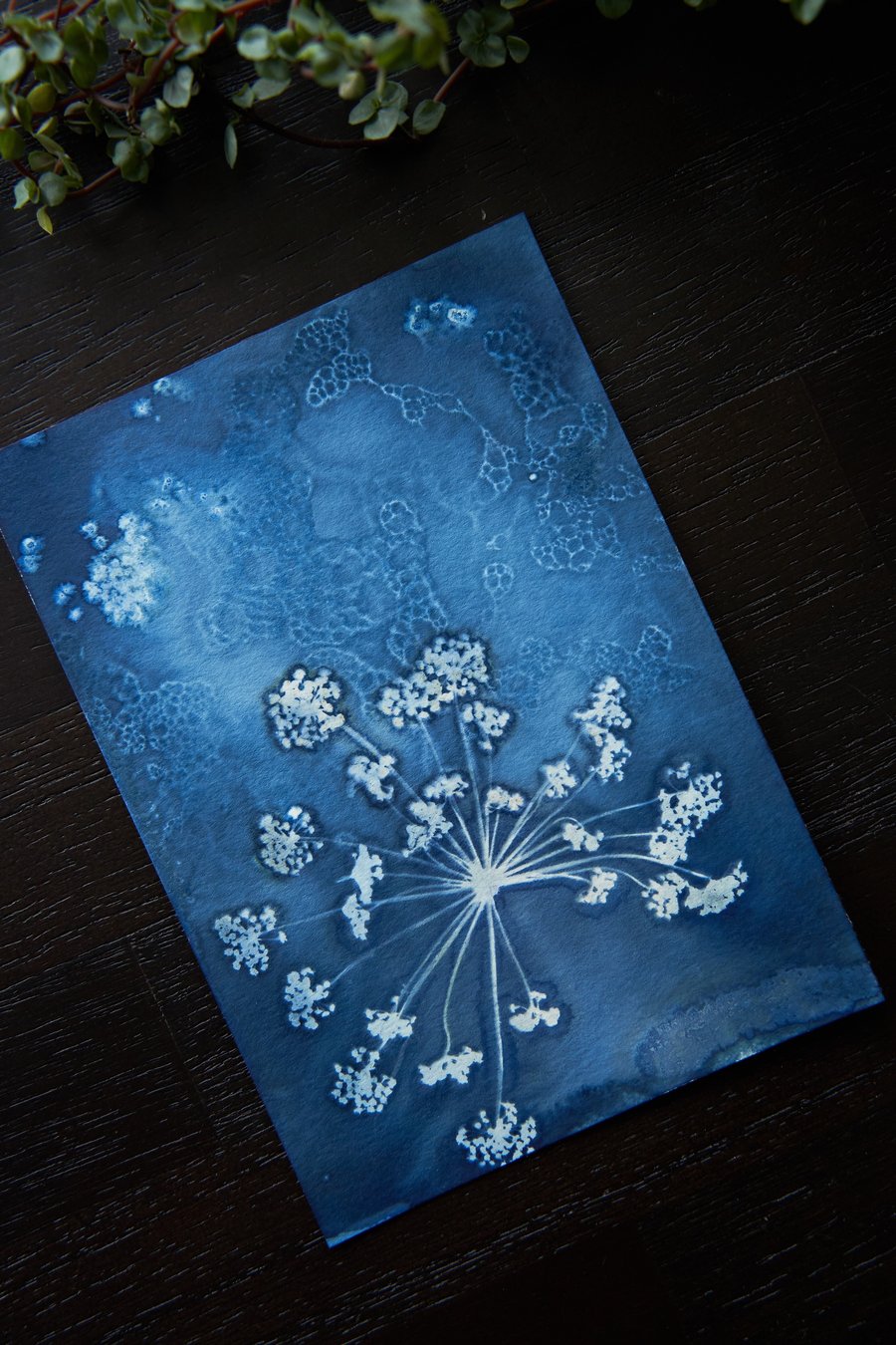 Mini handmade original wet cyanotype size A6 or 4.1x5.8 inches fennel 3