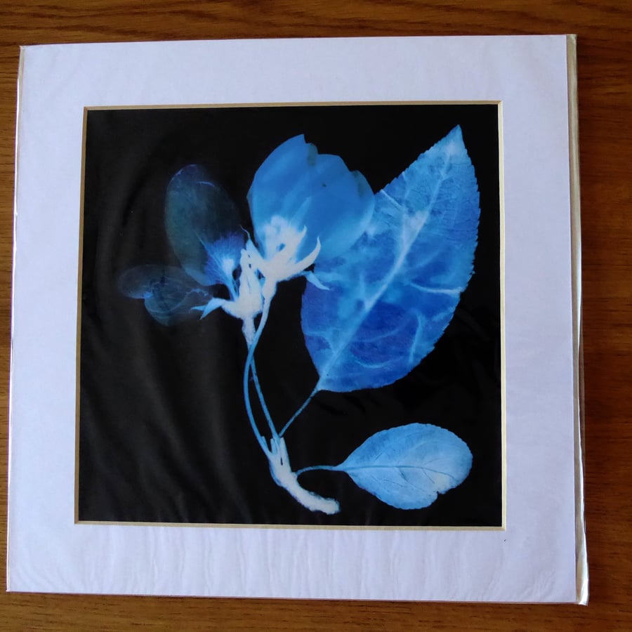 Blossom Print from Original Photogram - White mount to fit 12 inch square frame