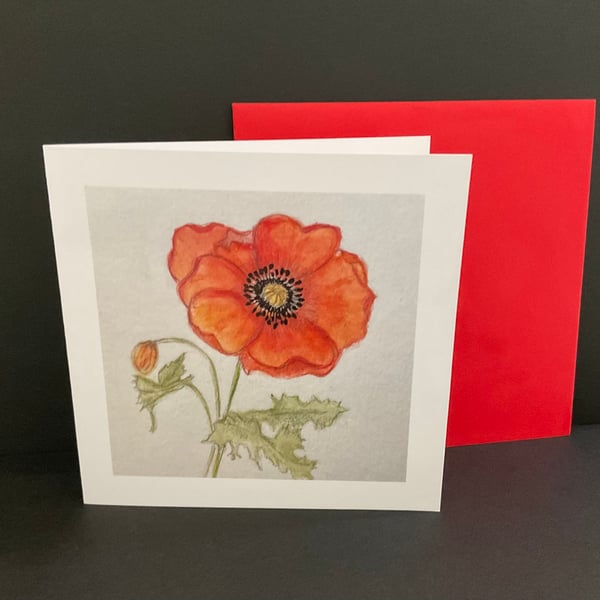 Poppy