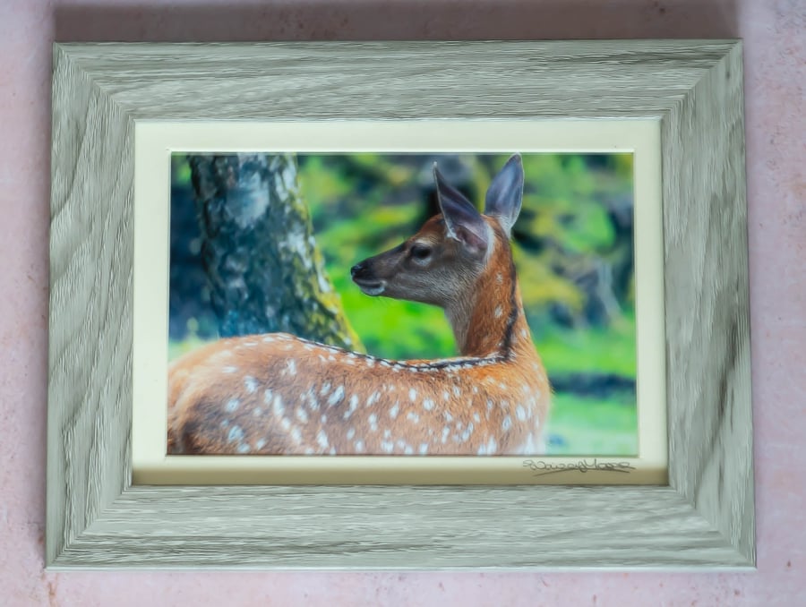 Fallow Deer Framed Photo