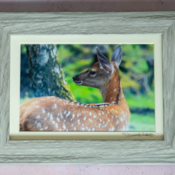 Fallow Deer Framed Photo