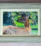 Fallow Deer Framed Photo - Image 1