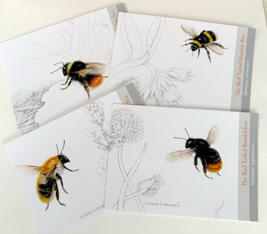 Buzz Postcards:  A set of 4 Favourite Bees