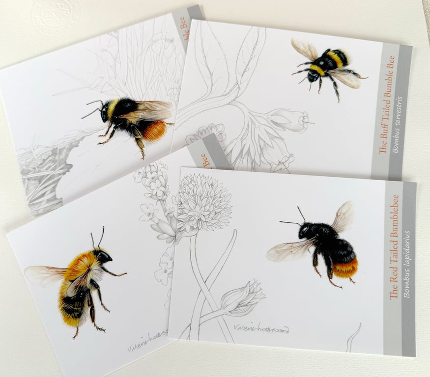 Buzz Postcards:  A set of 4 Favourite Bees