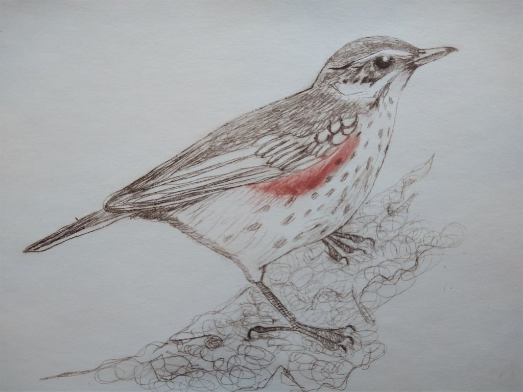 Redwing Drypoint Print