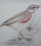 Redwing Drypoint Print - Image 1