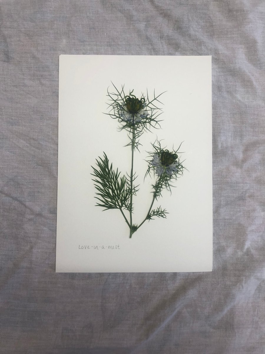 Love in a mist - A5