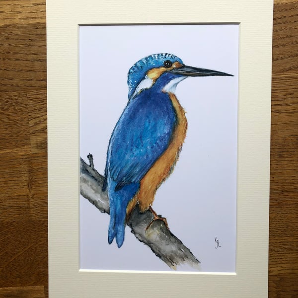 A4 mounted print of Kynance Kingfisher from my original watercolour 
