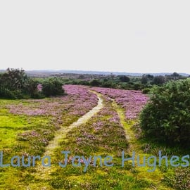 Path through the heather, in Burley, New Forest. A4 photographic print