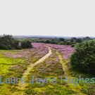 Path through the heather, in Burley, New Forest. A4 photographic print