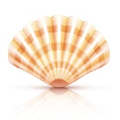 Seashells Designs