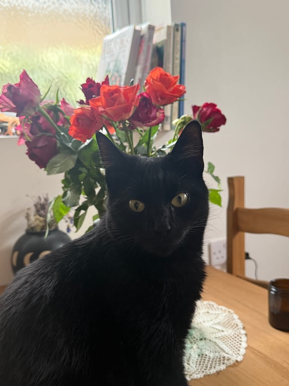 MoonlitBlackCat