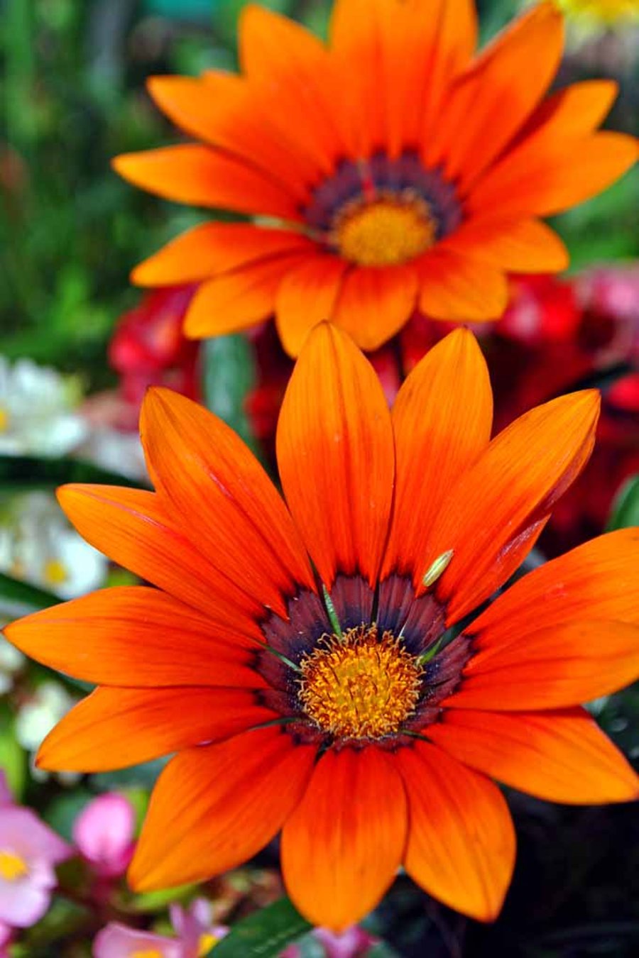 Orange Gazania African Daisies Summer Flower Photograph Print