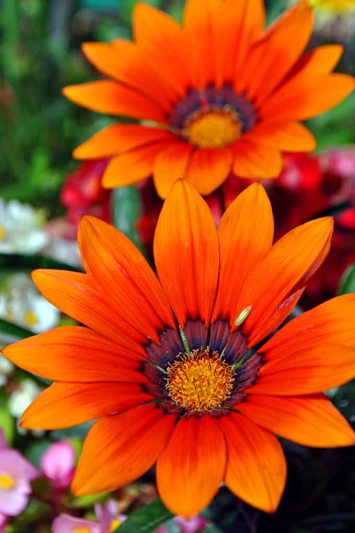 Orange Gazania African Daisies Summer Flower Photograph Print