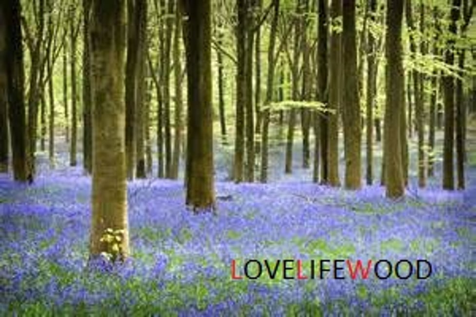 LOVELIFEWOOD