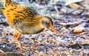 British Birds