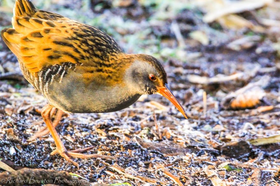 British Birds Greetings Card - Water Rail Photography - Blank Card.