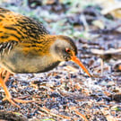 British Birds Greetings Card - Water Rail Photography - Blank Card.