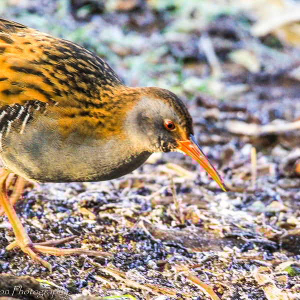 British Birds Greetings Card - Water Rail Photography - Blank Card.