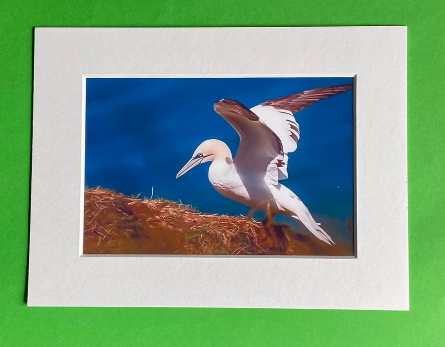 Gannet Returning to his Nest - Photograph with White Mount and Backing Board