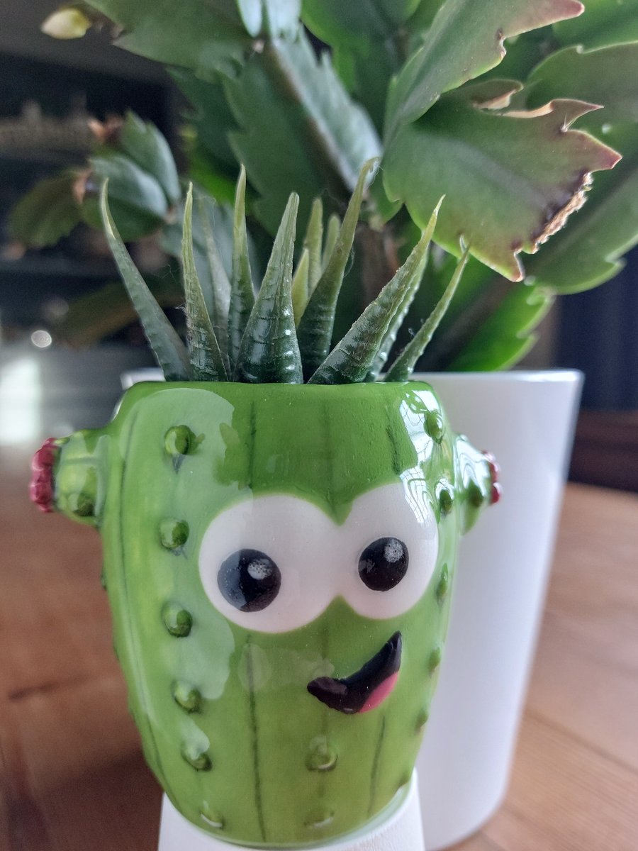 Mini cactus pot