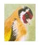 Original European Goldfinch Colour Pencil Drawing - Image 3