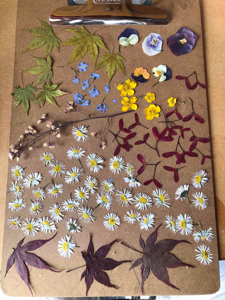 Dried flowers for paper craft (A)
