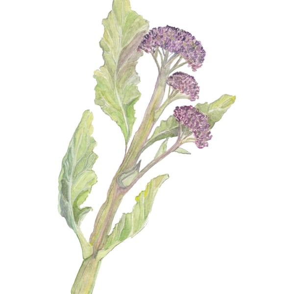 Broccoli mounted print 