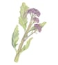 Broccoli mounted print  - Image 1