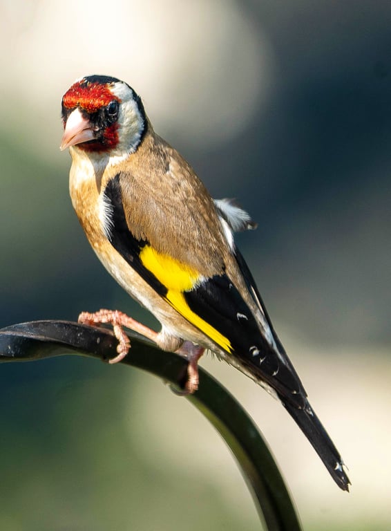 Selection of Cards Featuring Original Photographs of Goldfinches