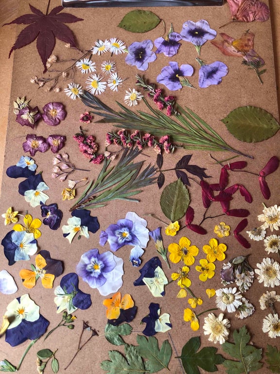 Dried leaves, flowers and seeds for craft projects (b) supplies