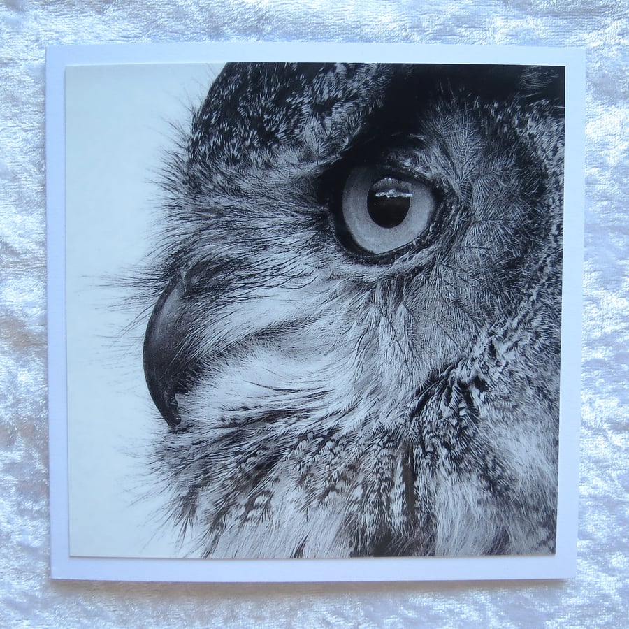 Owl.  Greetings card.  A card featuring an original photograph.  Blank inside.