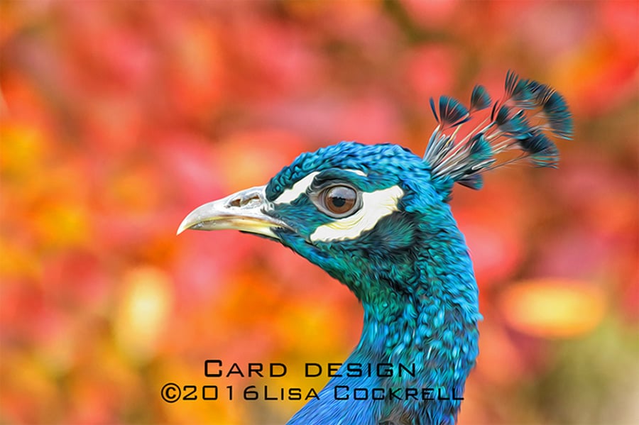Exclusive Handmade Autumn Peacock Greetings Card