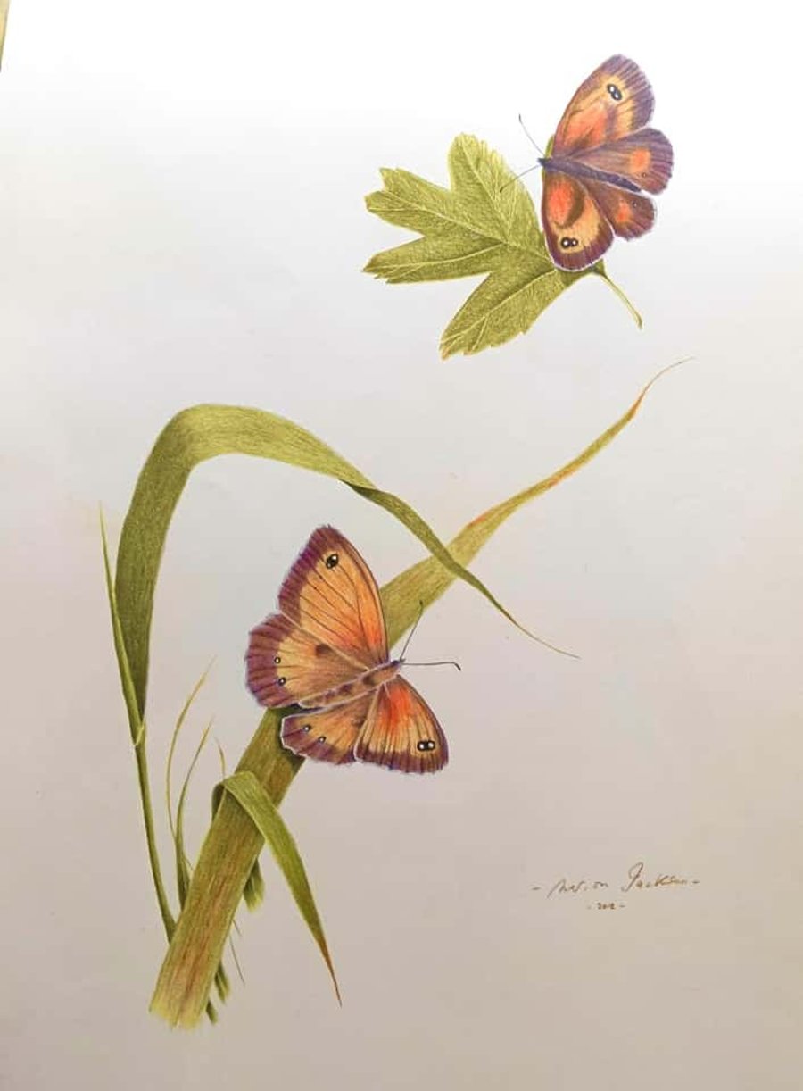 GATEKEEPER BUTTERFLIES - Colour pencil drawing 