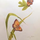 GATEKEEPER BUTTERFLIES - Colour pencil drawing 