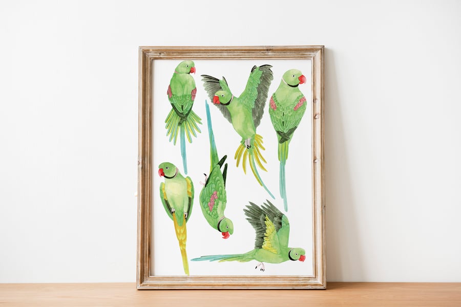 Ringneck parakeet art print