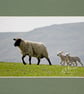 CJ139 - Following mum - Image 3