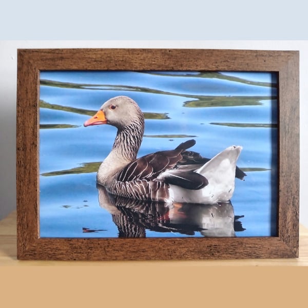 Greylag Goose