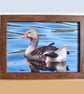 Greylag Goose