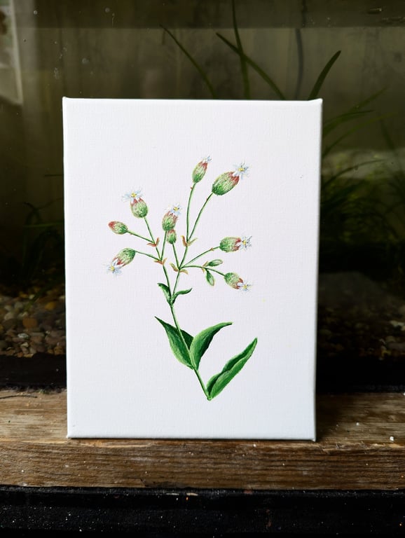Bladder Campion Acrylic Painting 