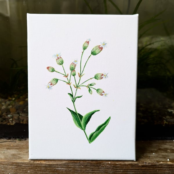 Bladder Campion Acrylic Painting 