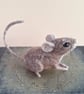 Mischief Mouse - Chip - Image 4