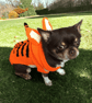 Hand knitted tigger dog coat size S