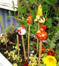  Cane Tops - Handmade for your Bamboo Sticks - Image 2