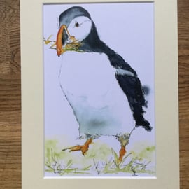 REDUCED A4 mounted print of Polperro Puffin from my original watercolour 